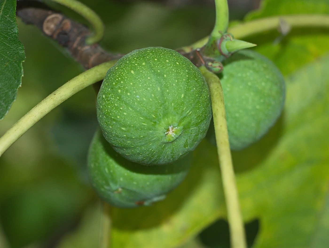 Изображение особи Ficus carica.