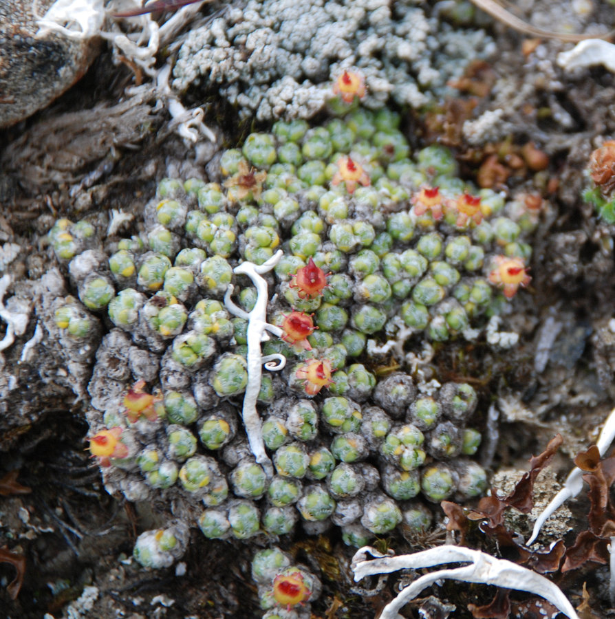 Изображение особи Saxifraga eschscholtzii.