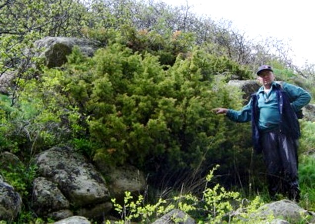 Изображение особи Juniperus hemisphaerica.