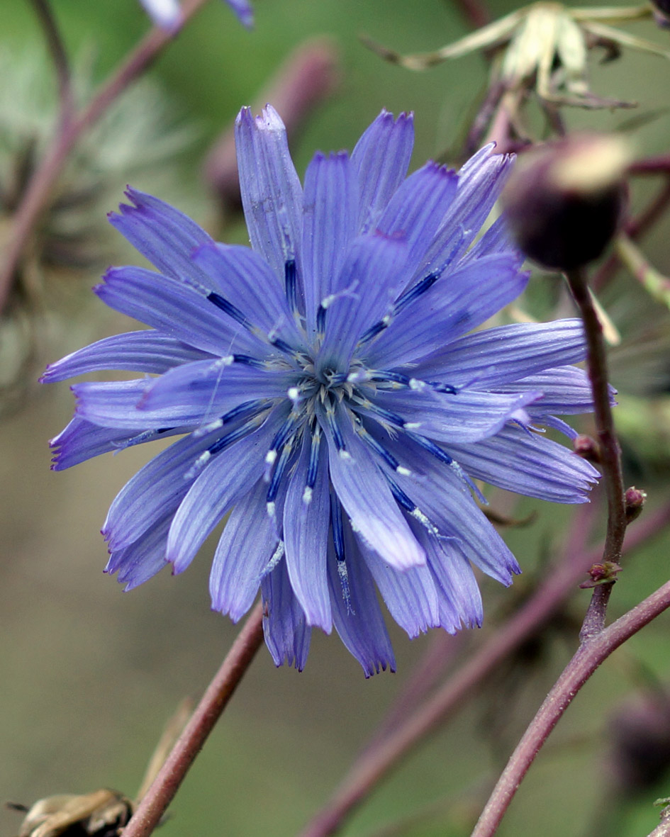 Изображение особи Lactuca sibirica.