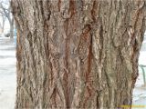 genus Ulmus. Часть ствола на высоте 1.5 м. Украина, г. Николаев, Заводской р-н, ул. Озерная, в ландшафтном озеленении. 01.01.2018.