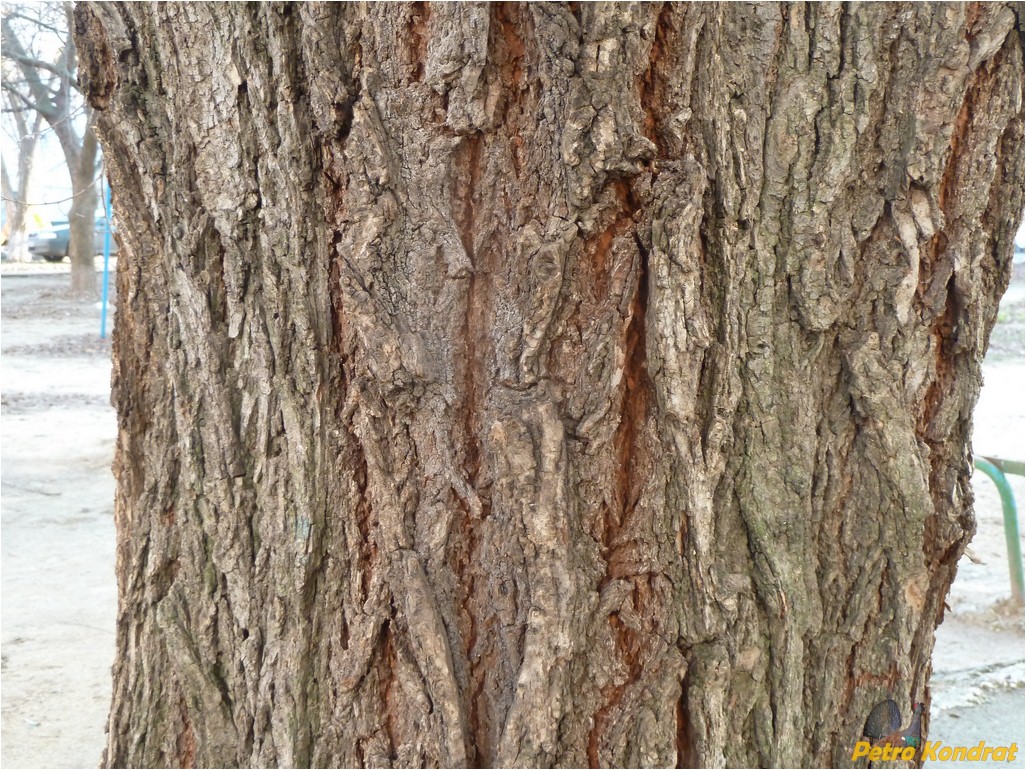 Image of genus Ulmus specimen.