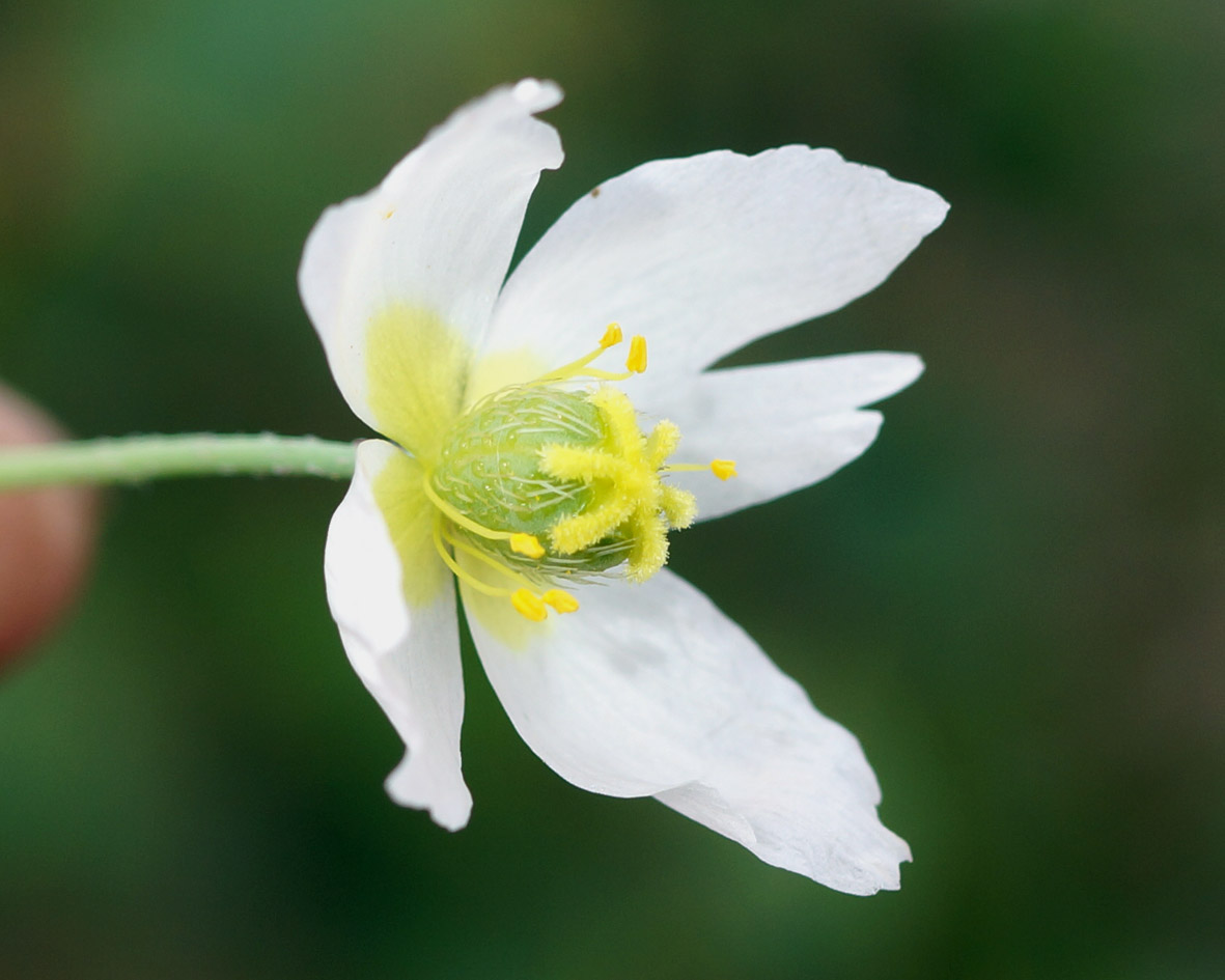 Изображение особи Papaver polare.