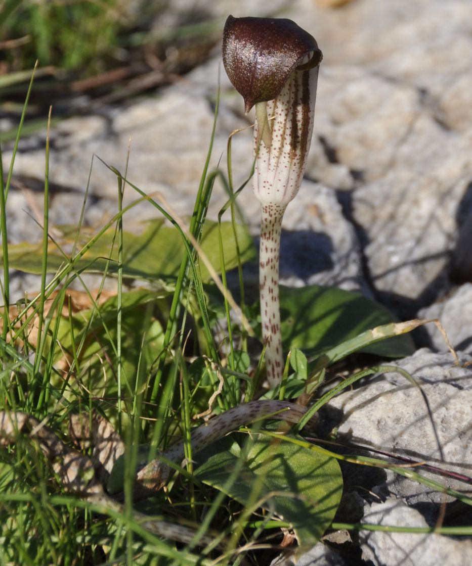 Изображение особи Arisarum vulgare.