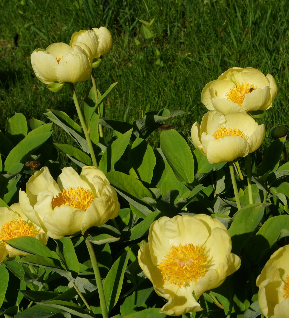 Изображение особи Paeonia mlokosewitschii.