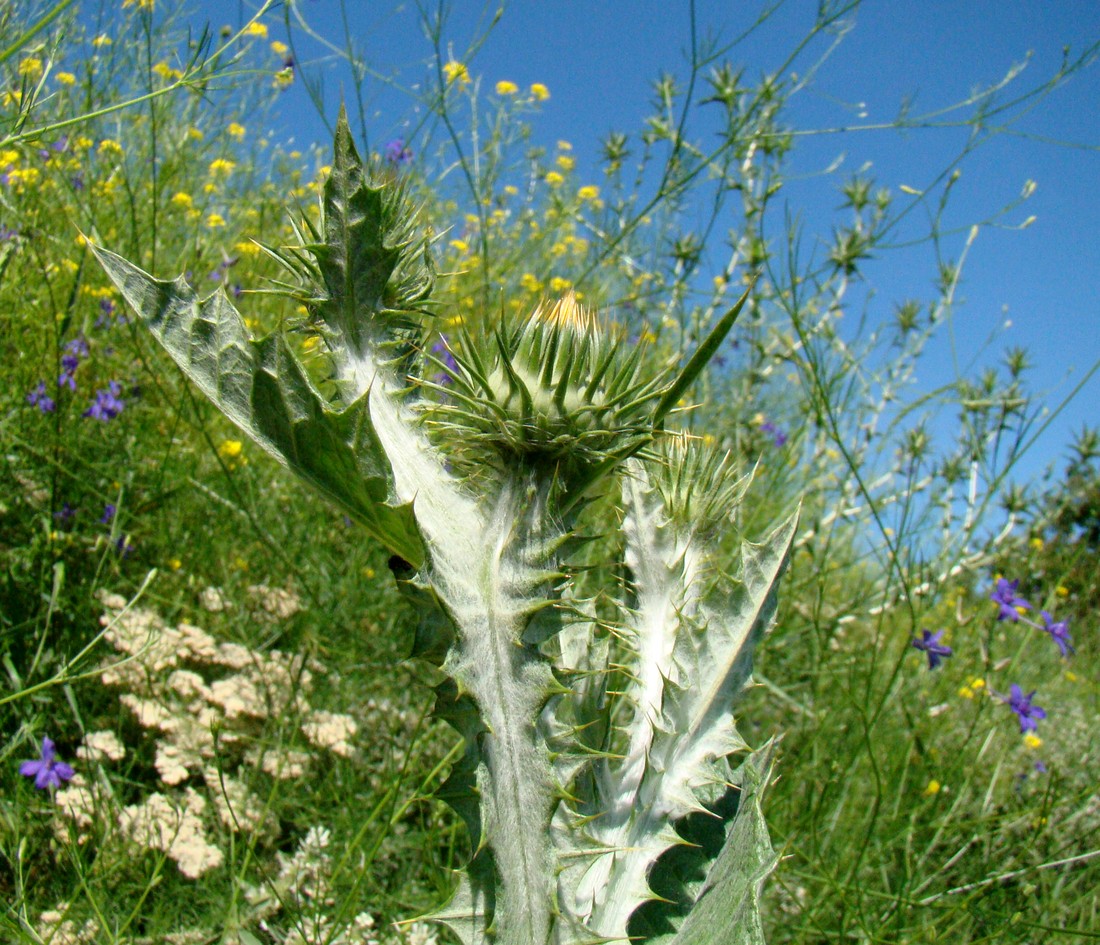 Image of Onopordum acanthium specimen.
