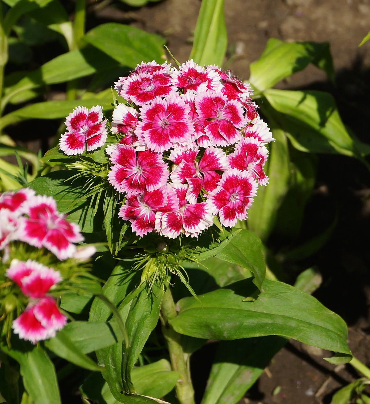 Изображение особи Dianthus barbatus.