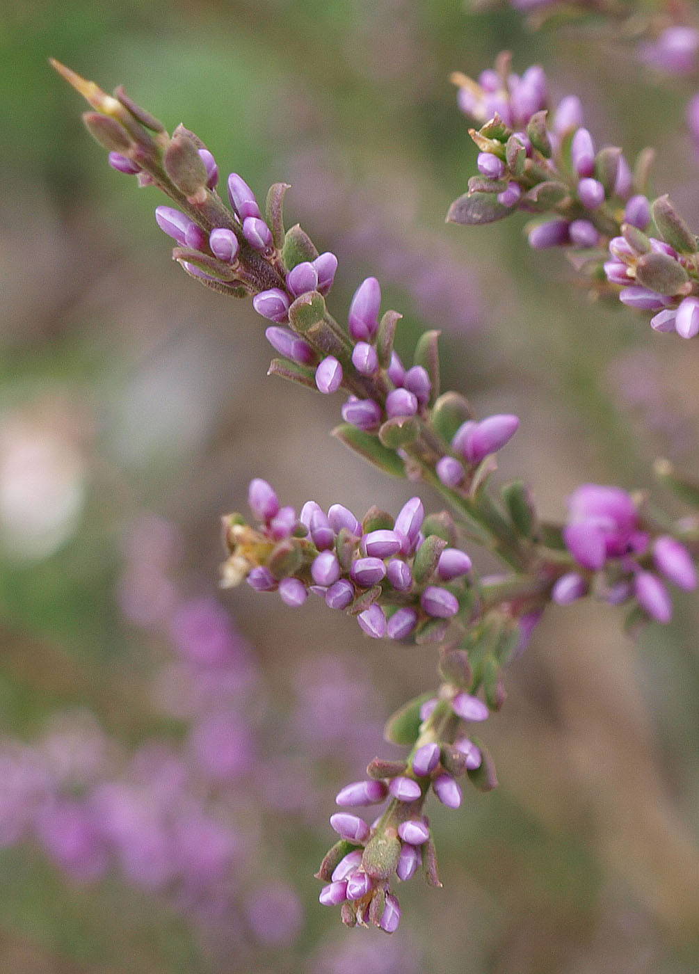 Изображение особи Muraltia spinosa.