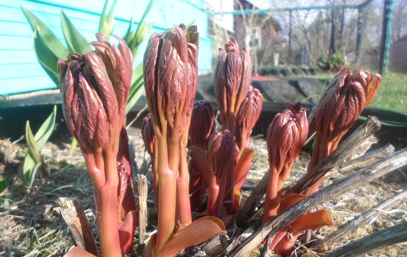 Image of Paeonia officinalis specimen.