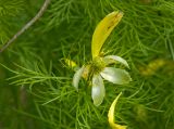Adonis vernalis. Листья и завязавшийся плод с опадающими лепестками и тычинками. Башкортостан, долина р. Юрюзань ниже г. Усть-Катав, склон Жеребчикова гребня, разреженный смешанный лес. 11 июня 2017 г.
