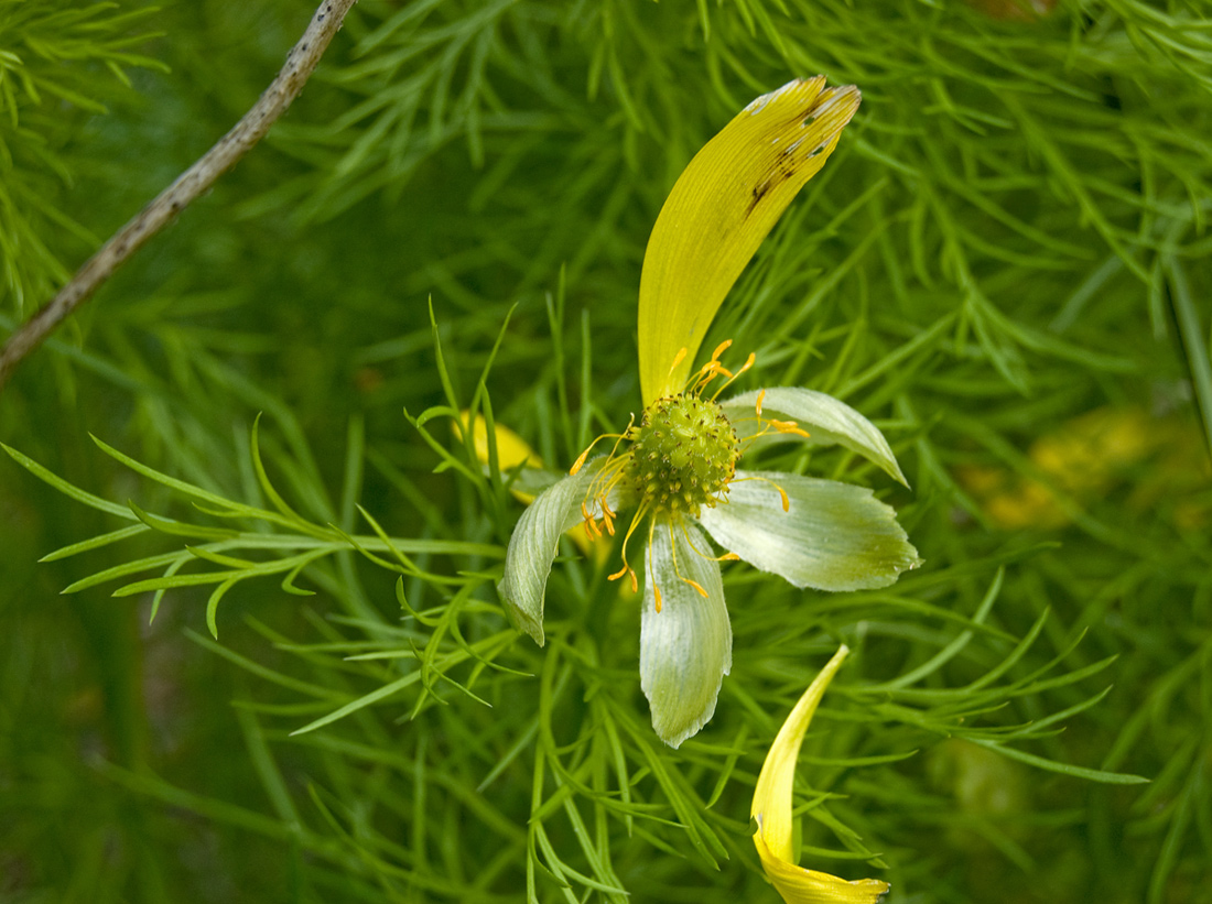 Изображение особи Adonis vernalis.