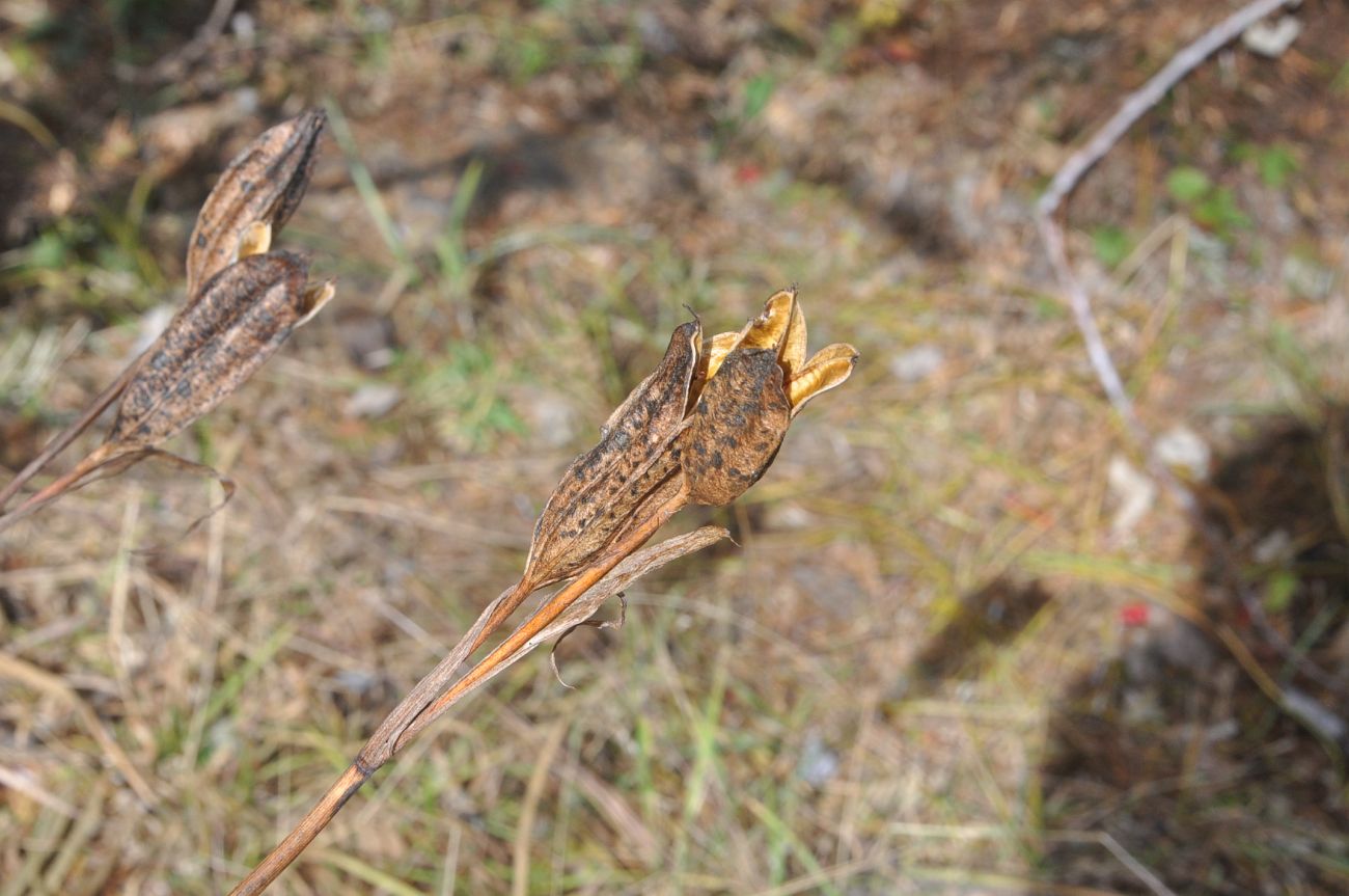Image of familia Iridaceae specimen.