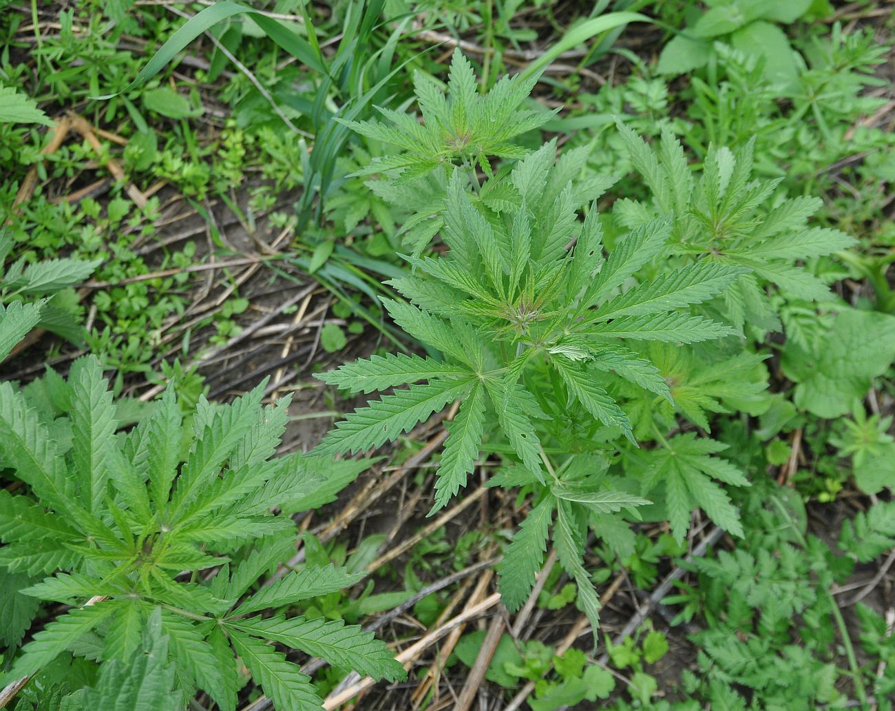 Image of Cannabis sativa var. spontanea specimen.