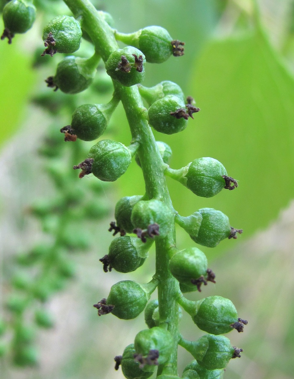 Image of Populus nigra specimen.