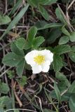 Fragaria campestris