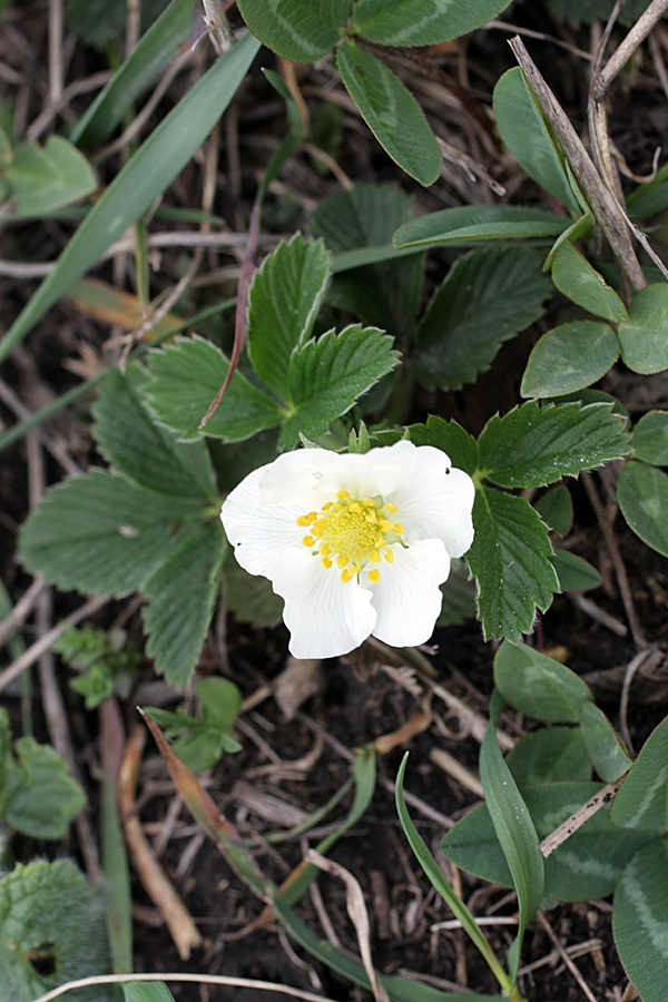 Изображение особи Fragaria campestris.