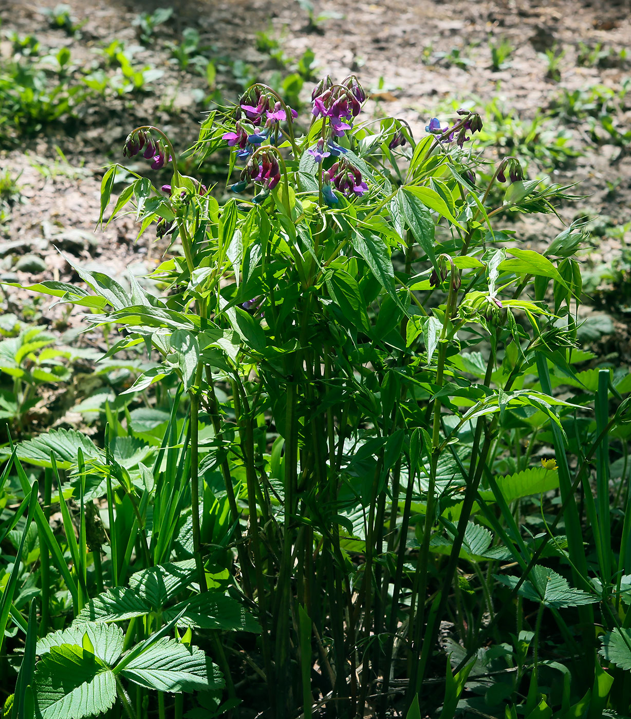 Изображение особи Lathyrus vernus.