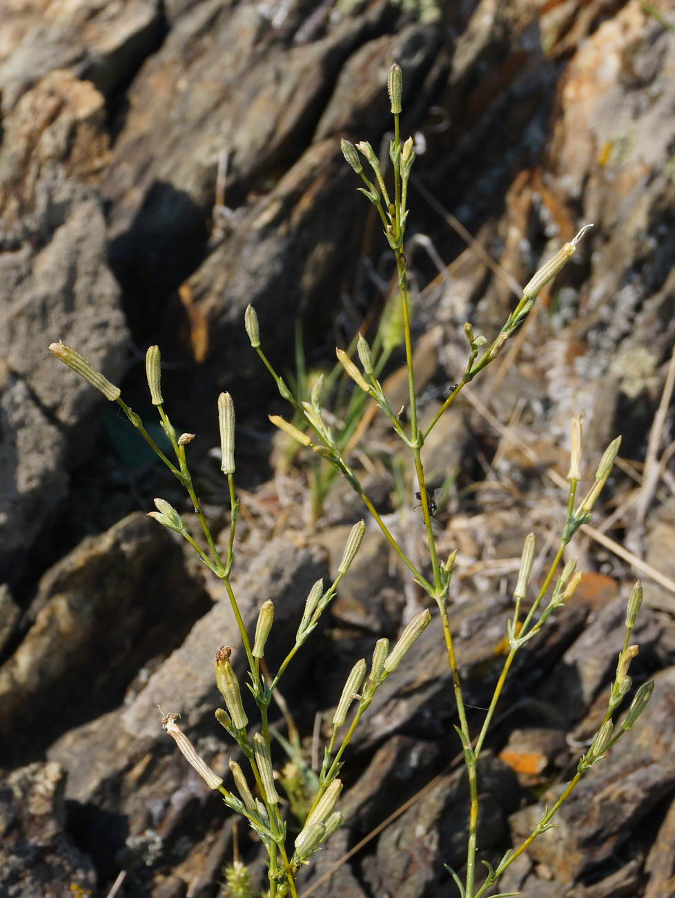 Изображение особи Silene alexandrae.