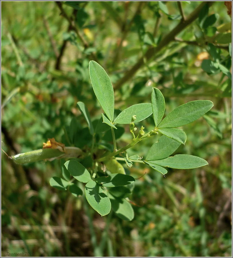 Изображение особи Chamaecytisus ruthenicus.