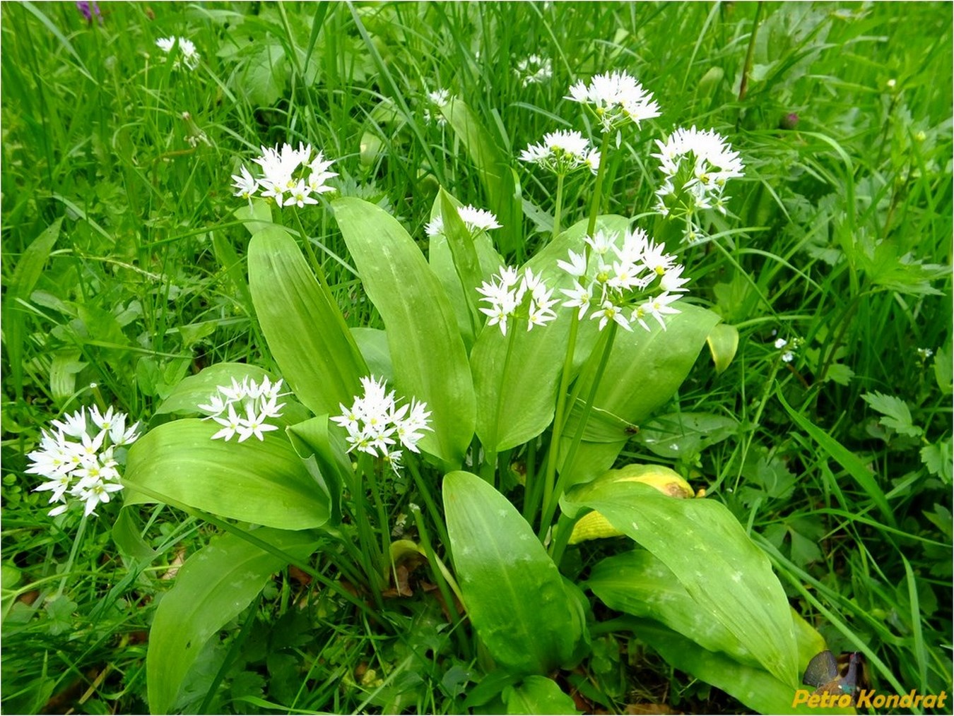 Image of Allium ursinum specimen.