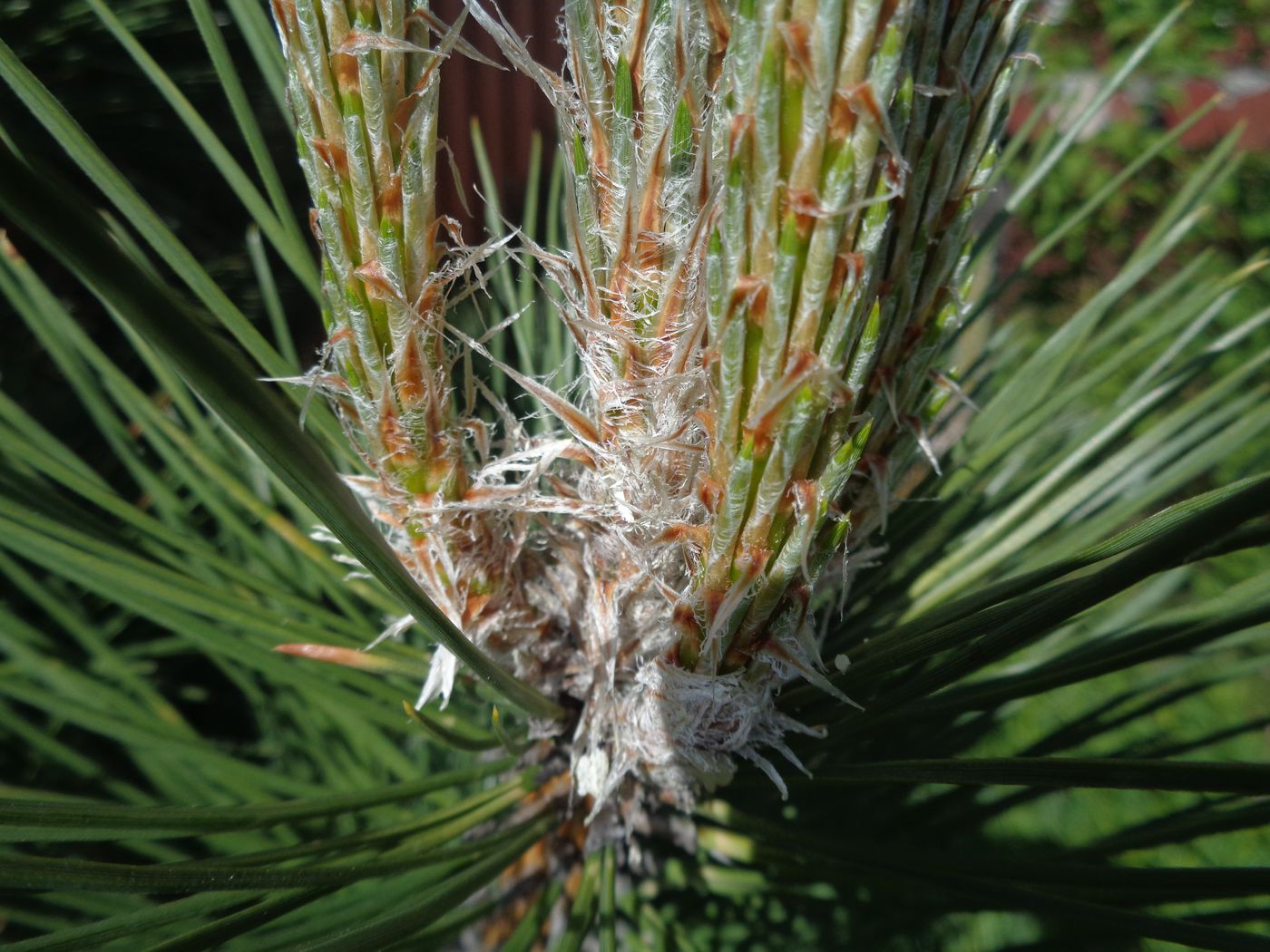 Image of genus Pinus specimen.