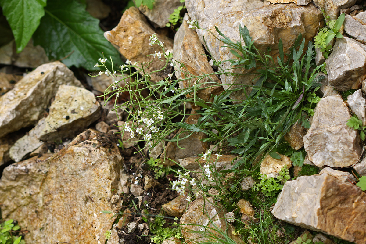 Изображение особи Braya humilis.