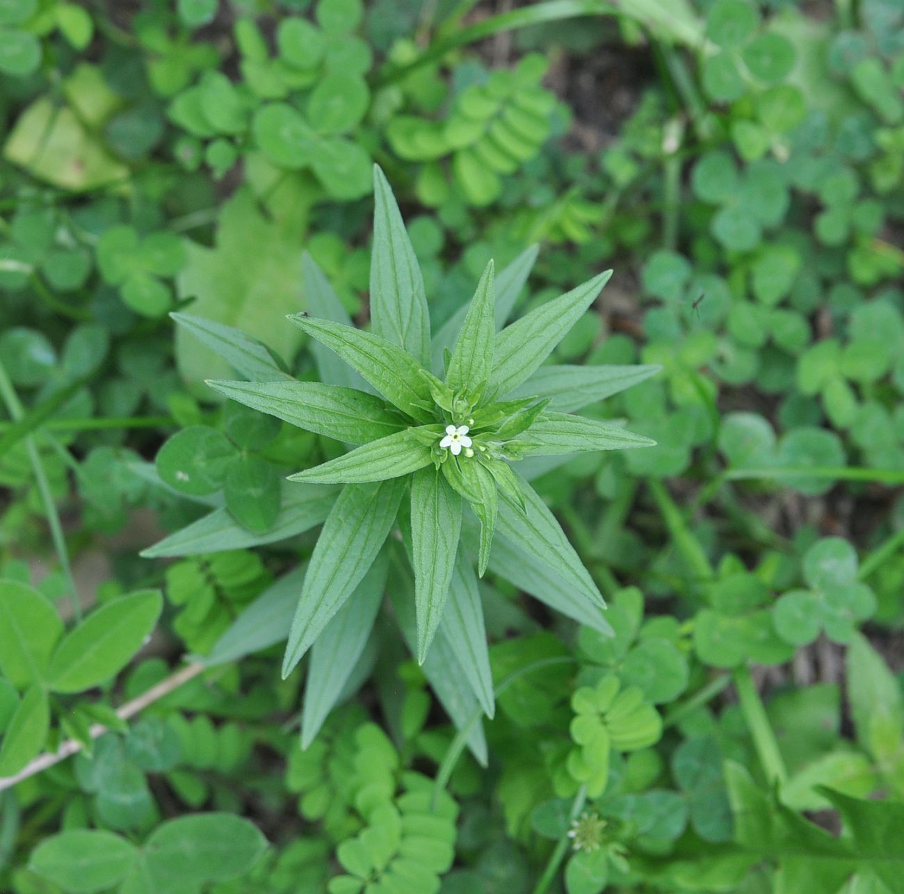 Image of Lithospermum officinale specimen.