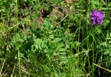 Astragalus austroaltaicus