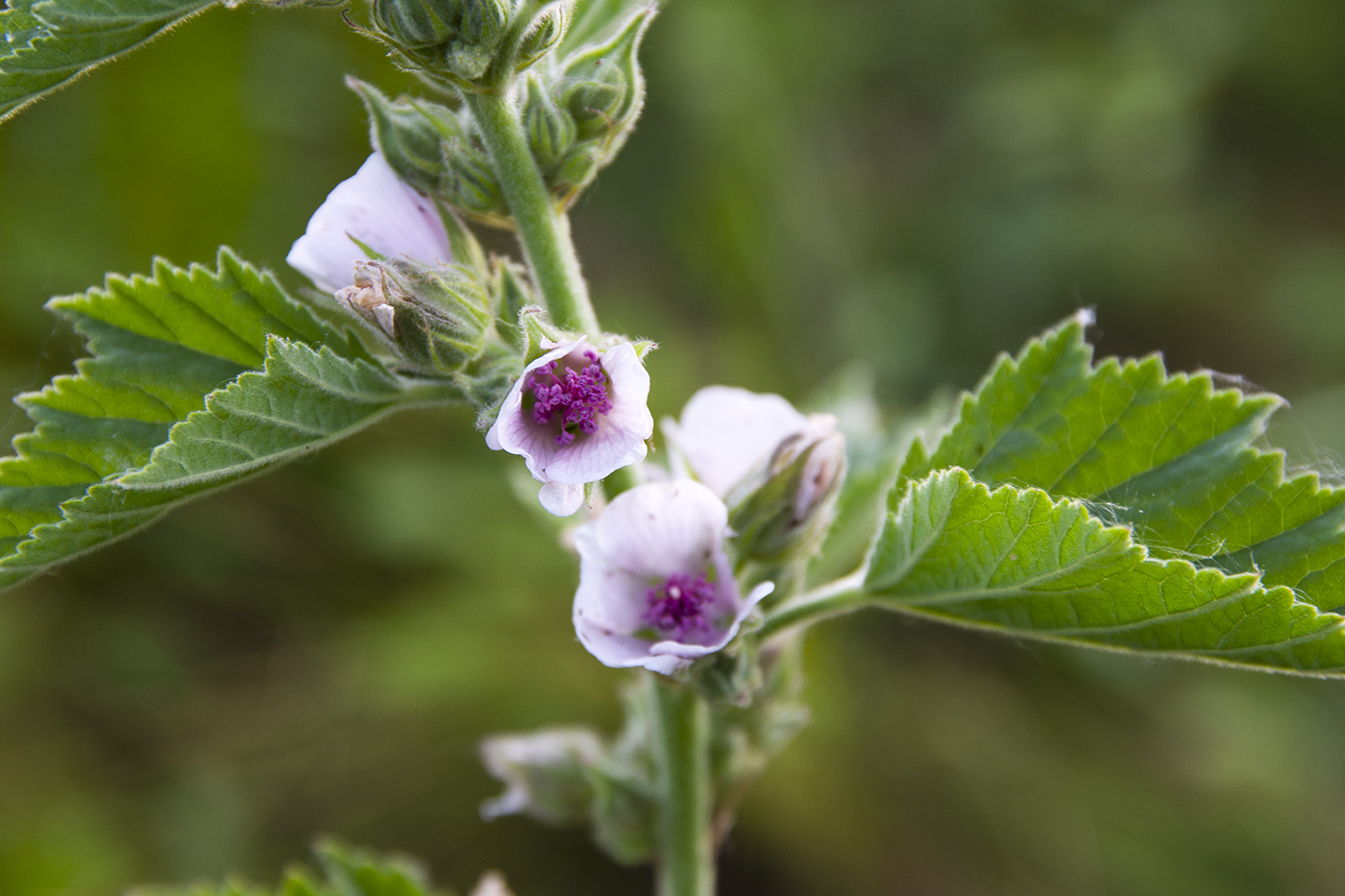 Image of Althaea officinalis specimen.