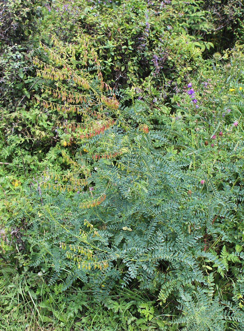 Image of Astragalus galegiformis specimen.