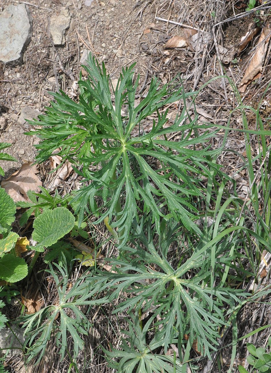 Изображение особи род Aconitum.