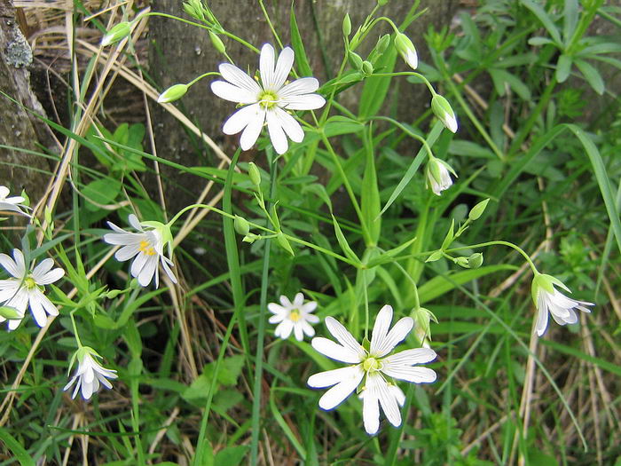 Image of Stellaria holostea specimen.