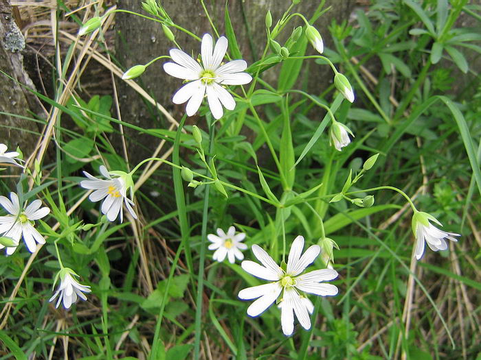 Изображение особи Stellaria holostea.