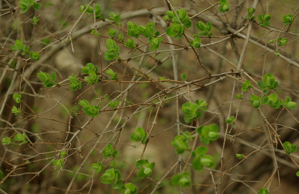 Изображение особи Lonicera orientalis.