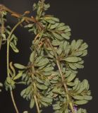 genus Frankenia