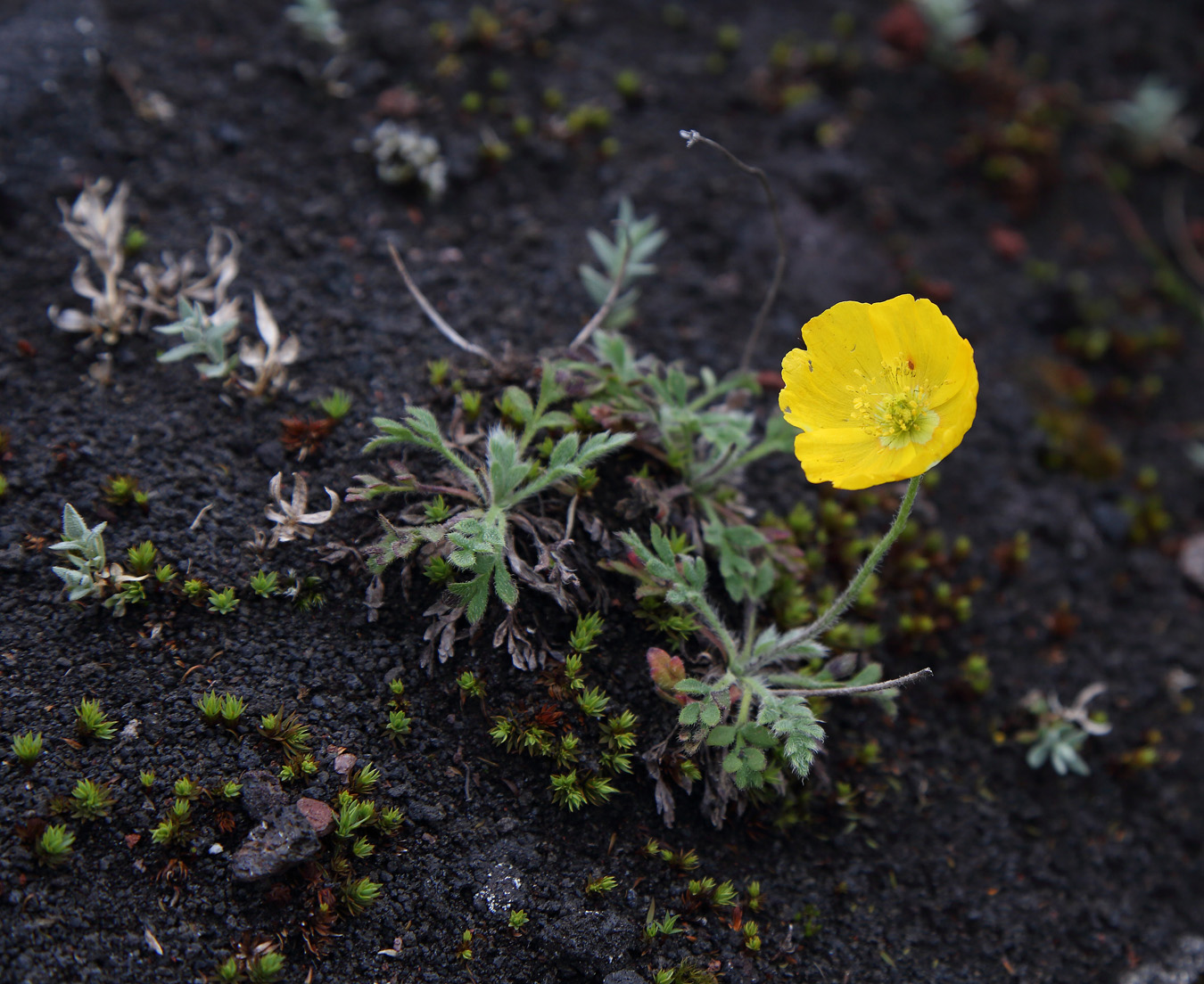 Изображение особи Papaver microcarpum.