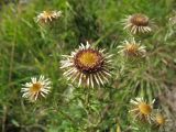 Carlina vulgaris