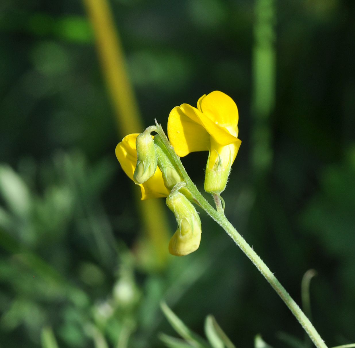 Изображение особи Lathyrus pratensis.