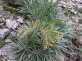 Onosma polyphylla