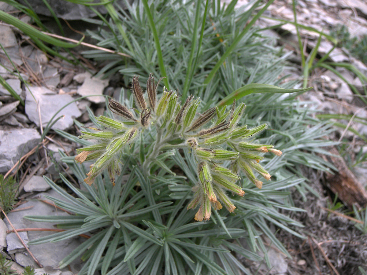 Image of Onosma polyphylla specimen.