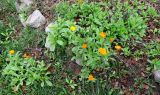 Calendula officinalis