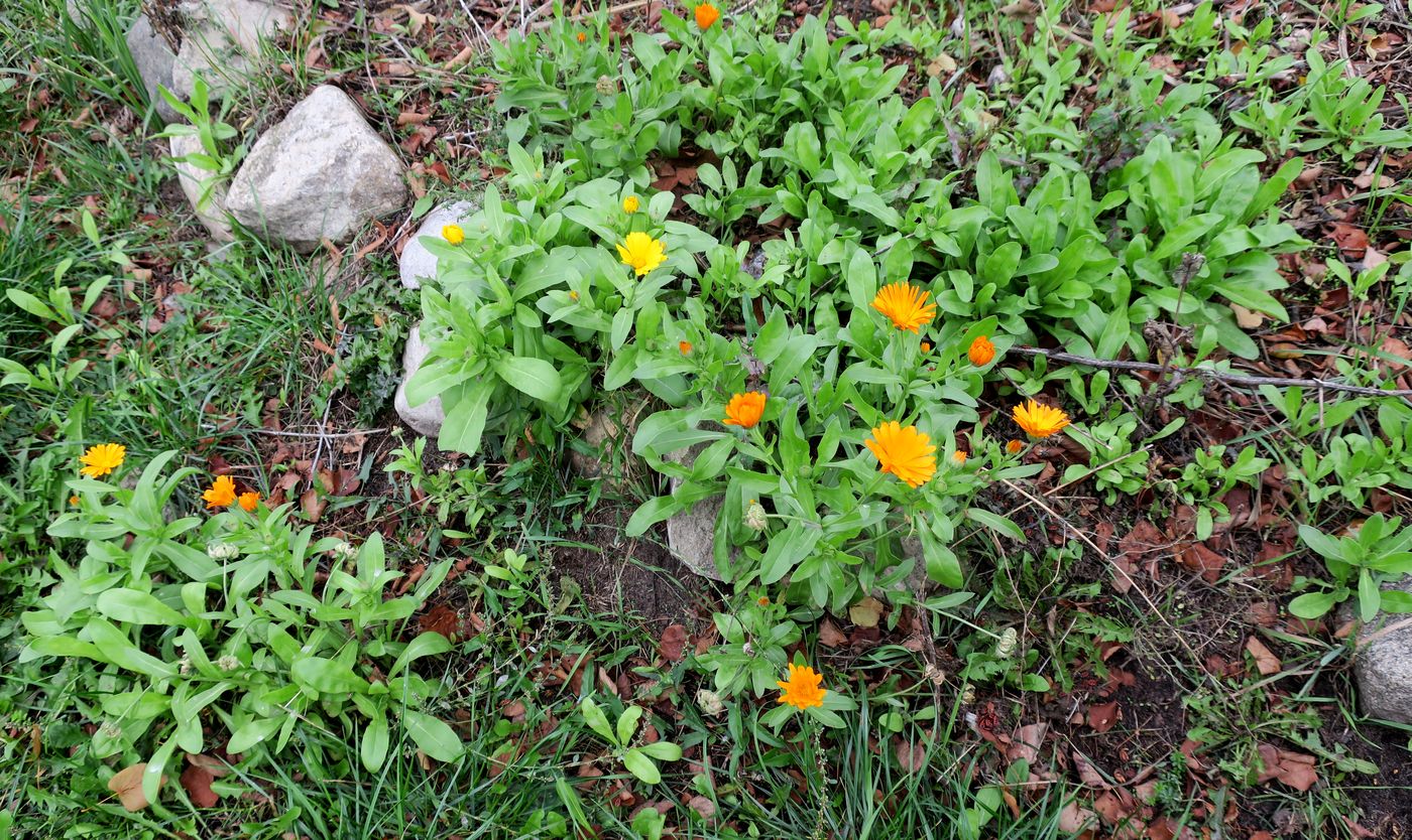 Изображение особи Calendula officinalis.