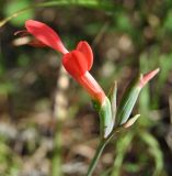 Gladiolus splendens