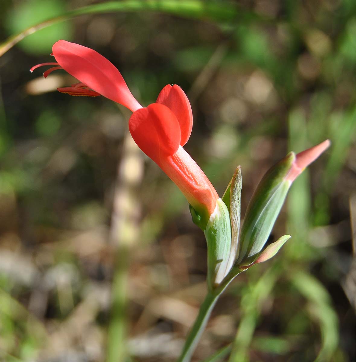 Image of Gladiolus splendens specimen.