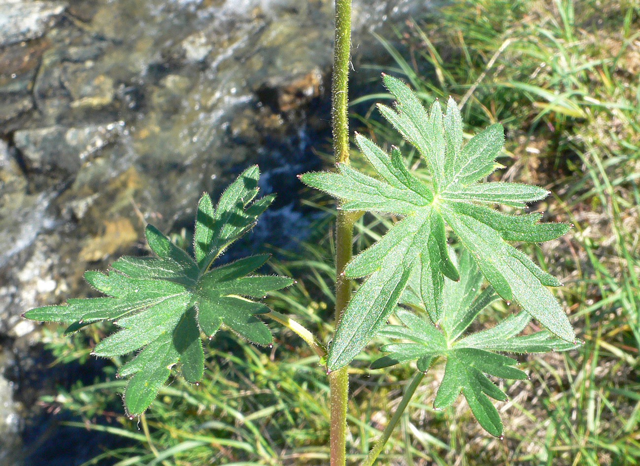 Image of Delphinium brachycentrum ssp. maydellianum specimen.