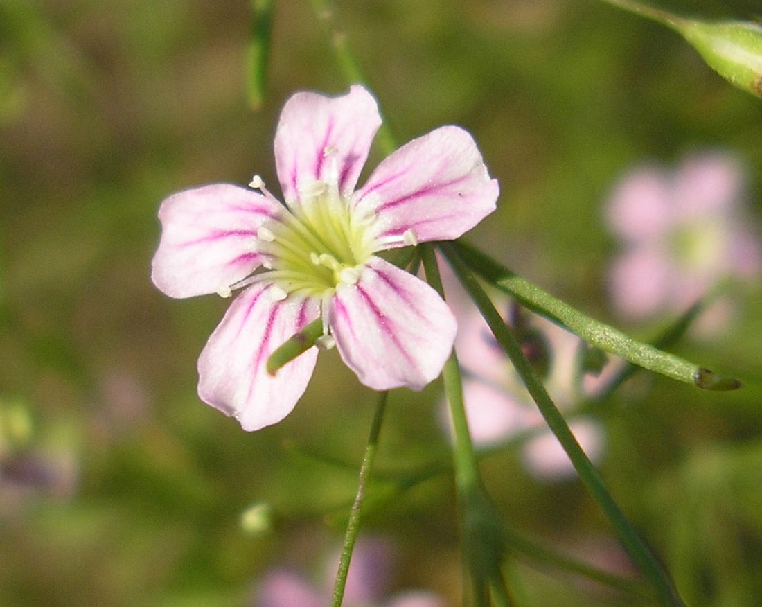 Изображение особи Psammophiliella muralis.