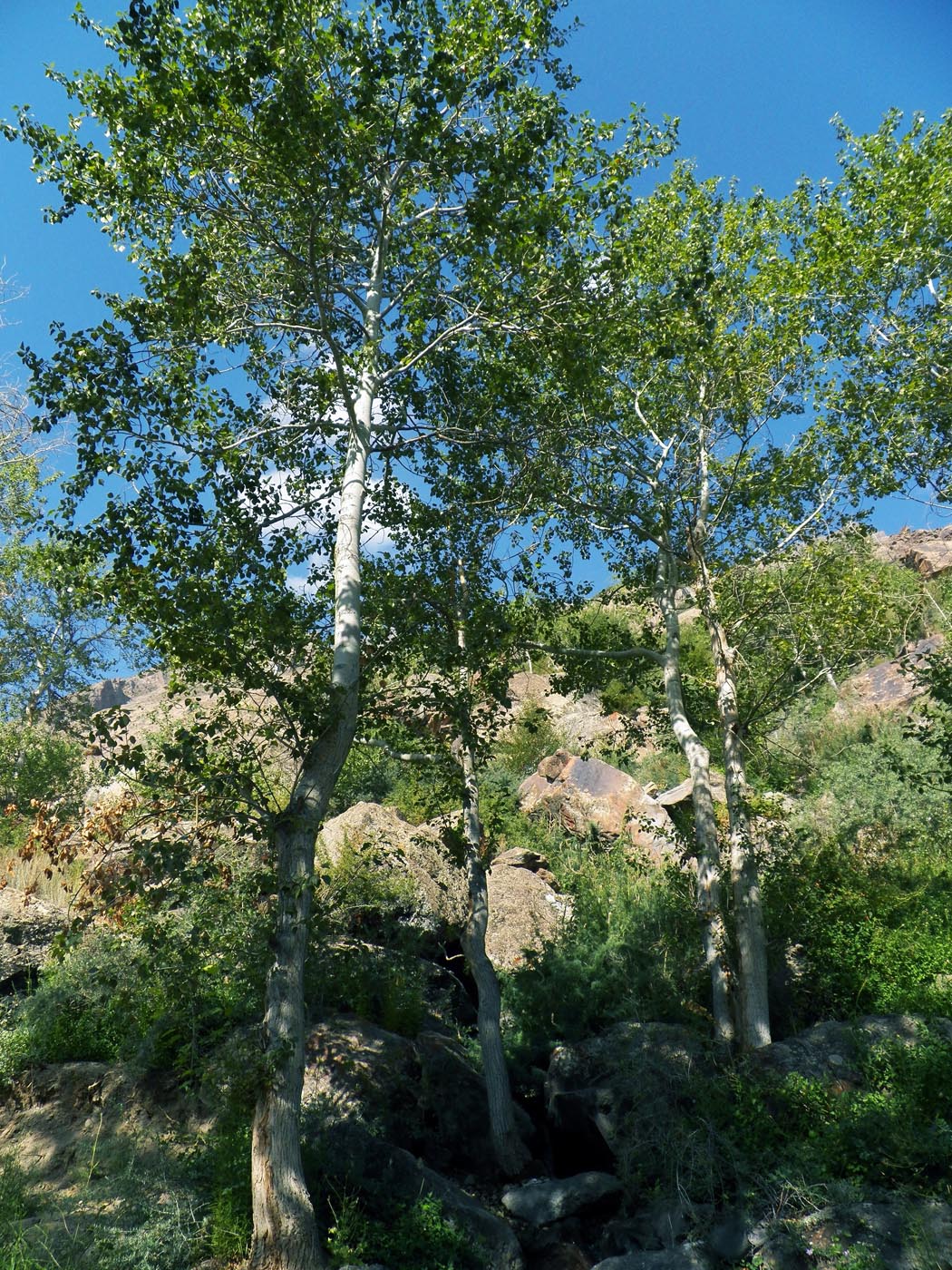 Image of Populus pamirica specimen.