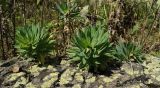 Euphorbia glaberrima. Верхушки побегов. Карачаево-Черкесия, окр. пос. Архыз, долина р. София, каменистый склон, субальпийский луг. 12.09.2018.