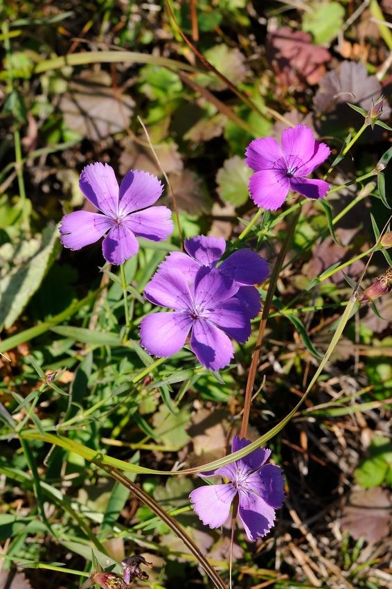 Image of Dianthus chinensis specimen.