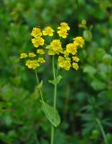 Bupleurum aureum ssp. porfirii